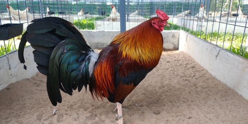 Quy trình lai tạo và nhân giống chiến kê Peru